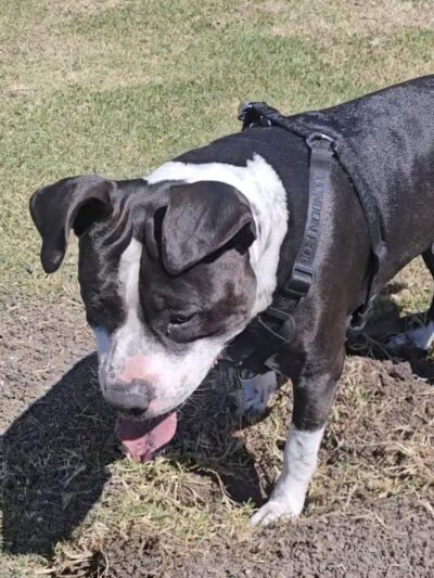 Solana Heights Dog Park - Ventura, CA