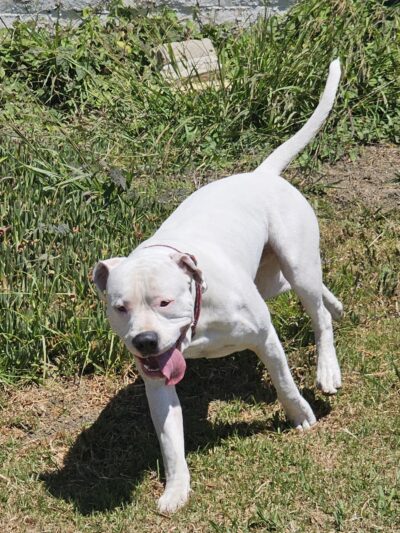 Solana Heights Dog Park - Ventura, CA