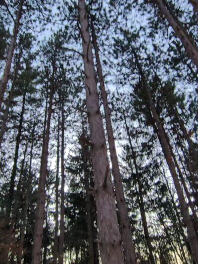 Arnold Park - Vestal, NY