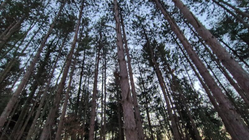 Arnold Park - Vestal, NY