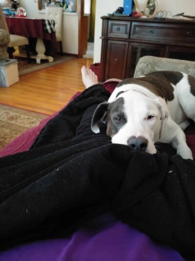 Dog Dayz Inn - Vestal, NY