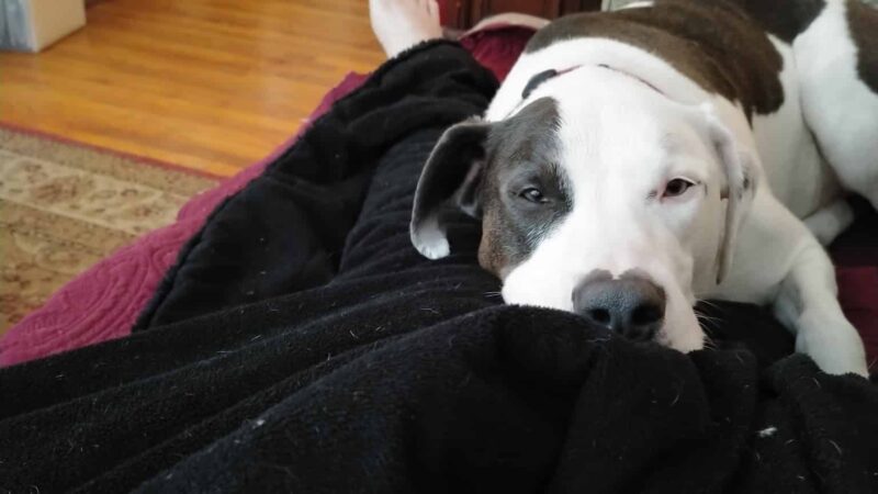 Dog Dayz Inn - Vestal, NY