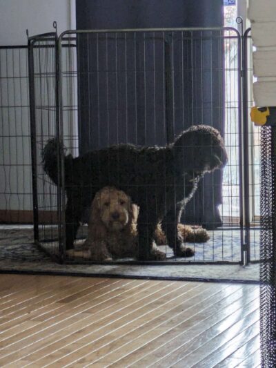 Dog Dayz Inn - Vestal, NY