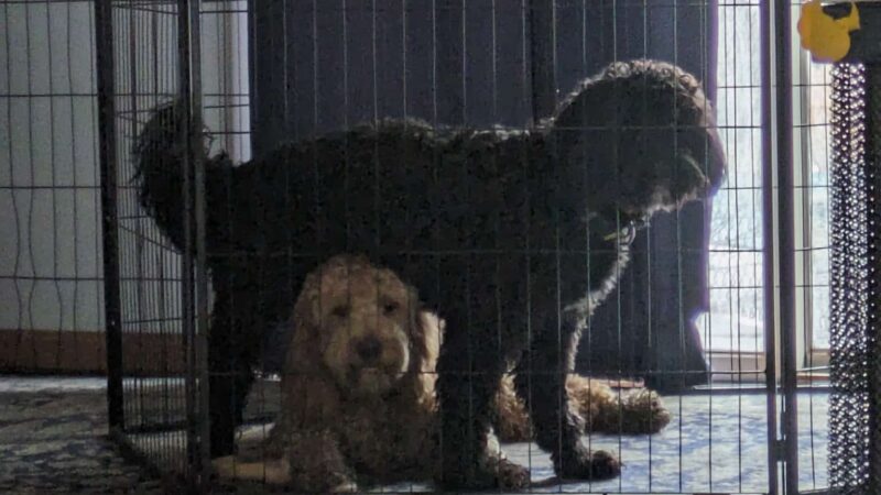 Dog Dayz Inn - Vestal, NY