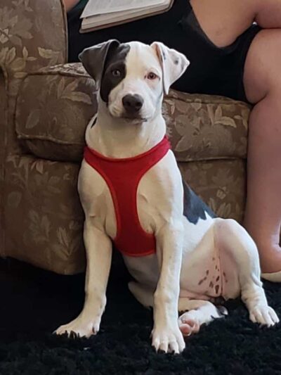 Dog Dayz Inn - Vestal, NY