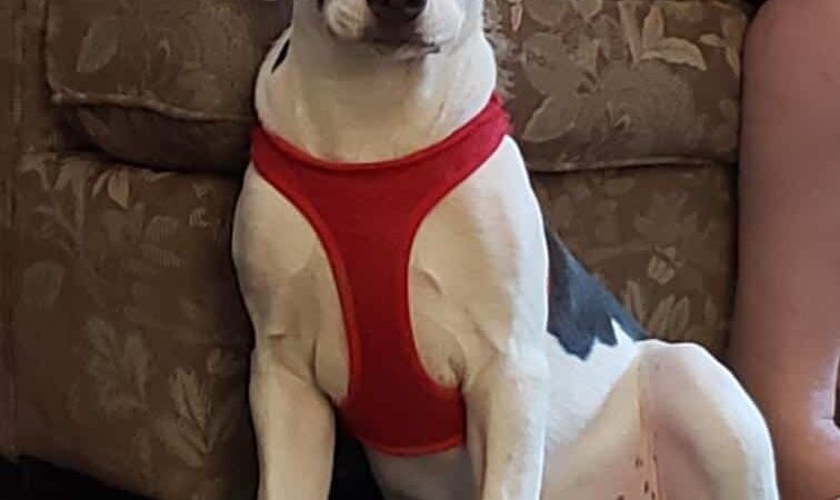 Dog Dayz Inn - Vestal, NY