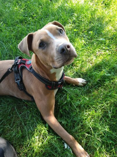 Dog Dayz Inn - Vestal, NY