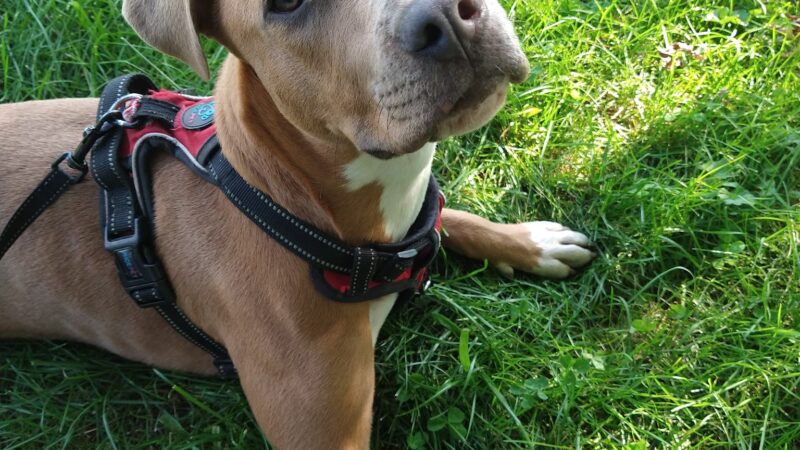 Dog Dayz Inn - Vestal, NY