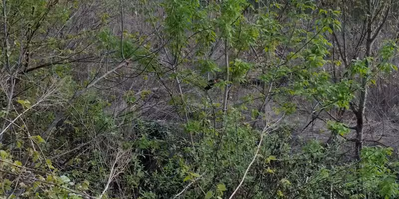 Harold Moore Park - Vestal, NY