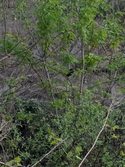 Harold Moore Park - Vestal, NY