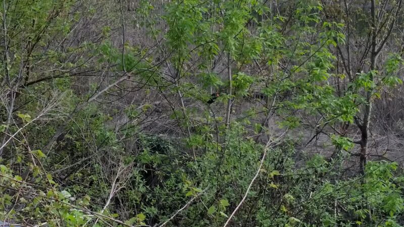 Harold Moore Park - Vestal, NY