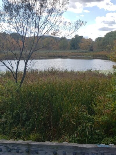 Twin Orchard Park - Vestal, NY