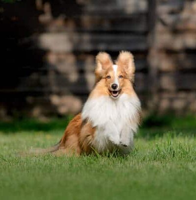 Reserve Dog Park - Vienna, VA
