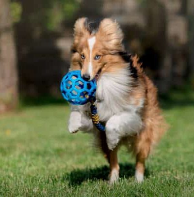 Reserve Dog Park - Vienna, VA