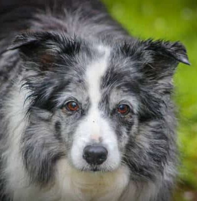 Reserve Dog Park - Vienna, VA