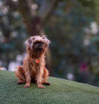 Reserve Dog Park - Vienna, VA