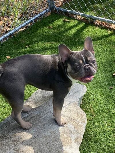 Chippie's Place - Villa Rica, GA