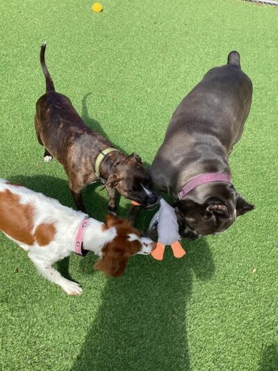 Chippie's Place - Villa Rica, GA