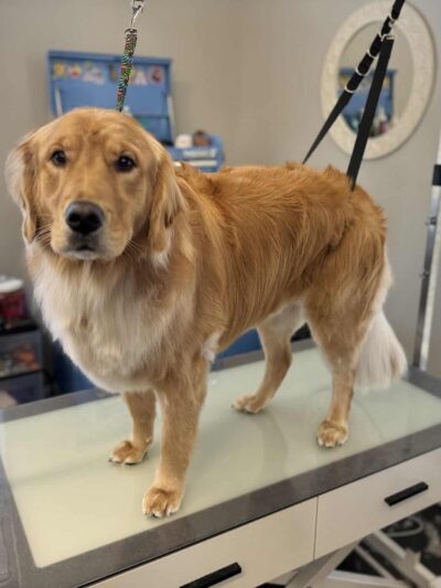 Bark Place Dog Spa - Villa Rica, GA