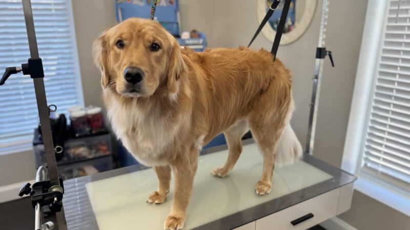 Bark Place Dog Spa - Villa Rica, GA