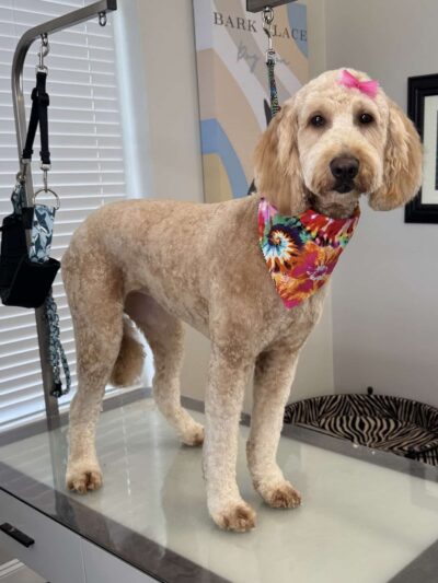 Bark Place Dog Spa - Villa Rica, GA