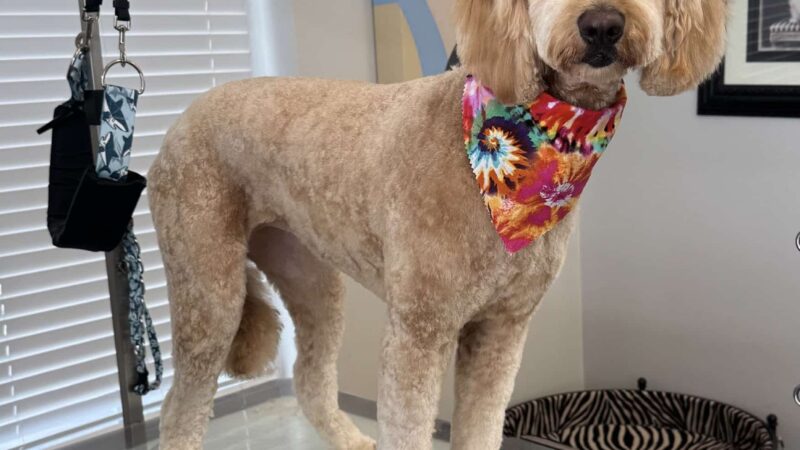 Bark Place Dog Spa - Villa Rica, GA