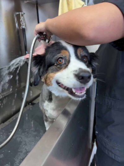 Bark Place Dog Spa - Villa Rica, GA