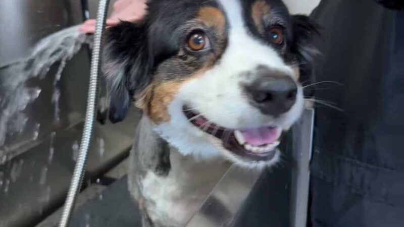 Bark Place Dog Spa - Villa Rica, GA