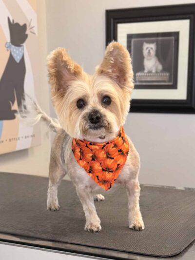 Bark Place Dog Spa - Villa Rica, GA