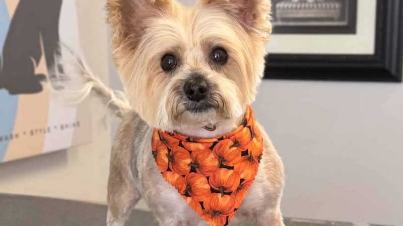 Bark Place Dog Spa - Villa Rica, GA