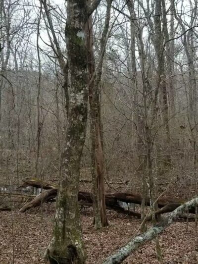 Clinton Nature Preserve - Villa Rica, GA