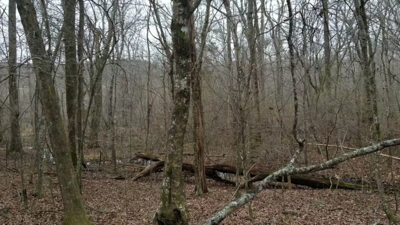 Clinton Nature Preserve - Villa Rica, GA