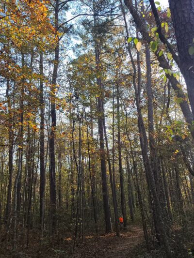 Clinton Nature Preserve - Villa Rica, GA