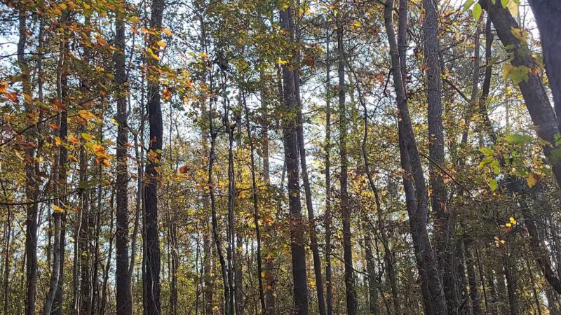 Clinton Nature Preserve - Villa Rica, GA