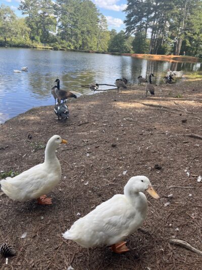 Lake Paradise - Villa Rica, GA