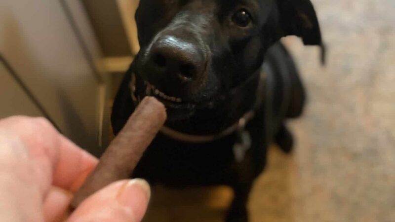 Pet Sitters of West Georgia - Villa Rica, GA