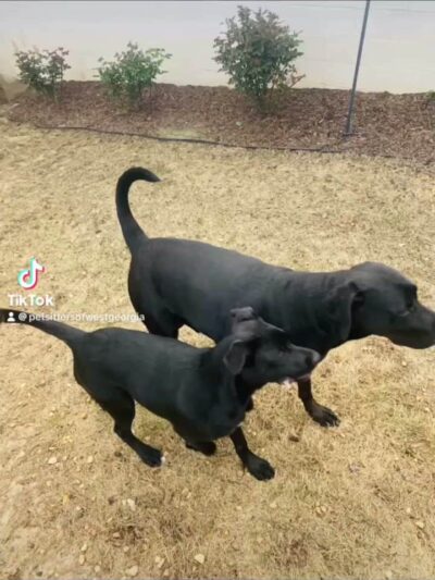Pet Sitters of West Georgia - Villa Rica, GA