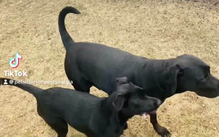 Pet Sitters of West Georgia - Villa Rica, GA