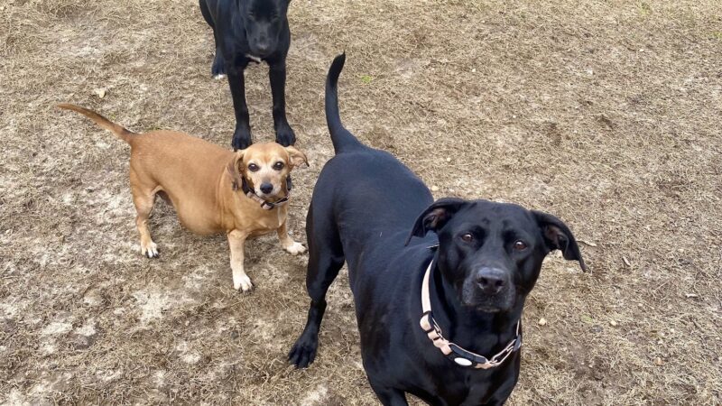 Pet Sitters of West Georgia - Villa Rica, GA