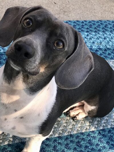 Pet Sitters of West Georgia - Villa Rica, GA
