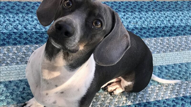Pet Sitters of West Georgia - Villa Rica, GA