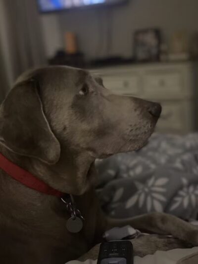 Pet Sitters of West Georgia - Villa Rica, GA