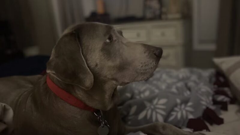 Pet Sitters of West Georgia - Villa Rica, GA