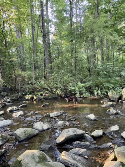 Skunk Hollow Park - Villanova, PA