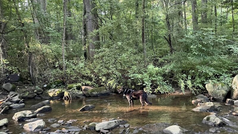 Skunk Hollow Park - Villanova, PA