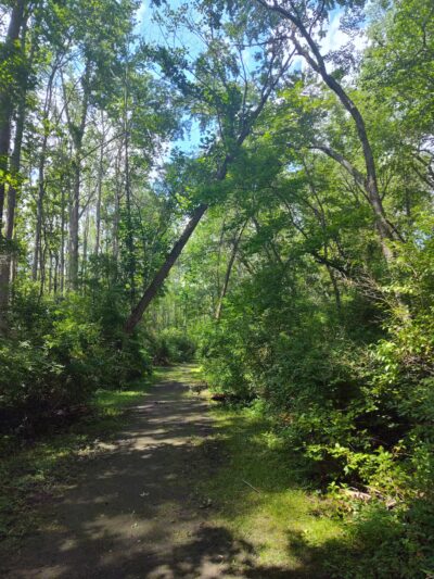 Willow Oak Natural Area - Vineland, NJ