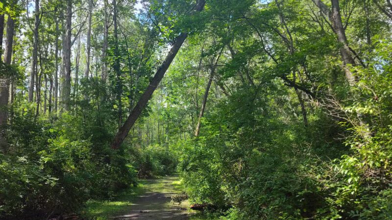 Willow Oak Natural Area - Vineland, NJ