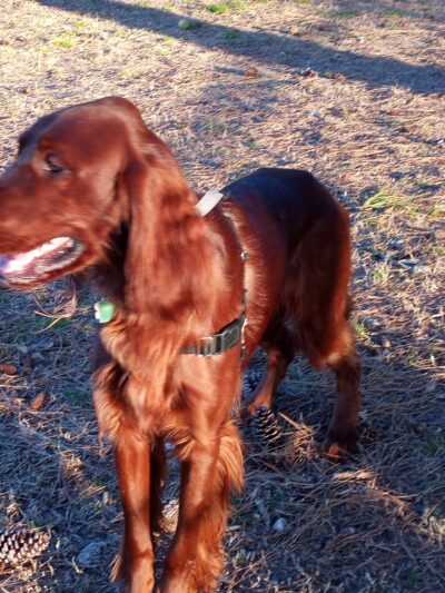 Bayville Farms Dog Park - Virginia Beach, VA