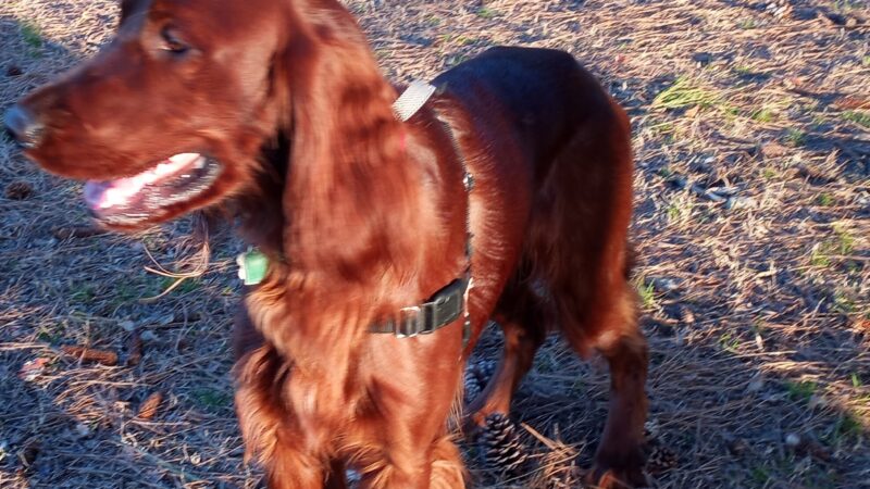 Bayville Farms Dog Park - Virginia Beach, VA