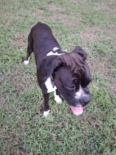 Bayville Farms Dog Park - Virginia Beach, VA